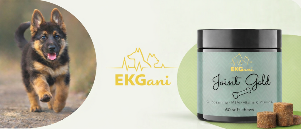 Joint Gold suplement dla psów na stawy i kości, miękkie kąski