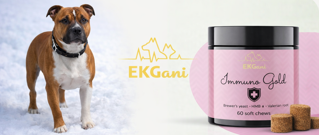Immuno Gold wsparcie odporności psa