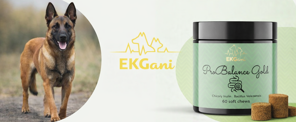 ProBalance Gold wsparcie jelit i przewodu pokarmowego psa