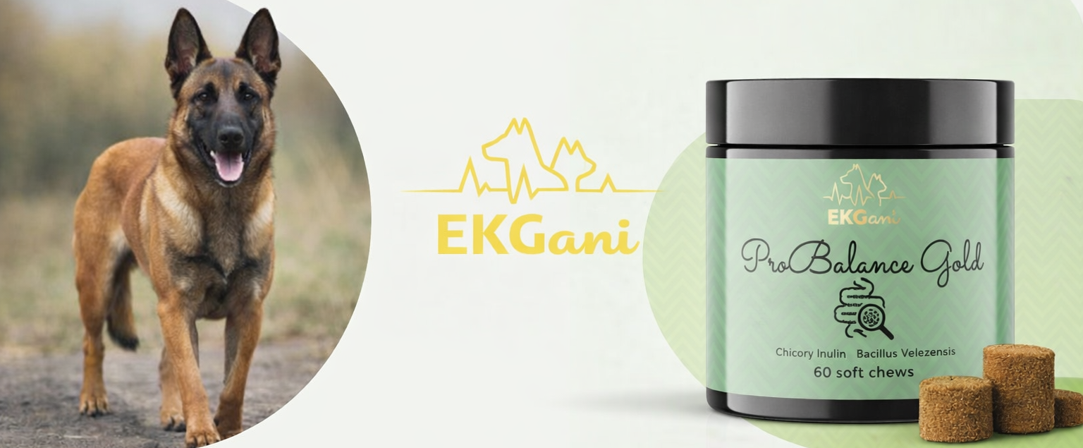 ProBalance Gold wsparcie jelit i przewodu pokarmowego psa