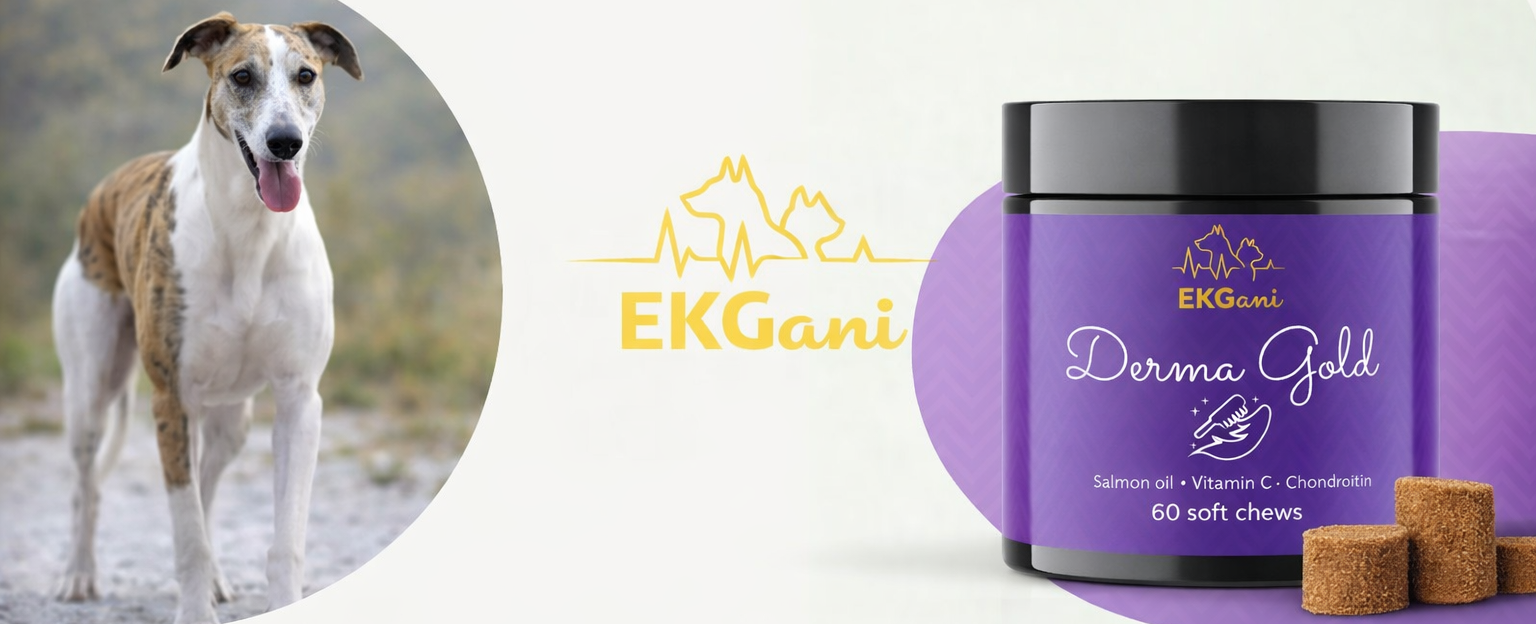 Derma Gold suplement na zdrową skórę i lśniącą sierść psa